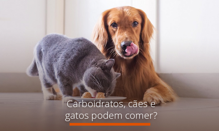 Carboidratos cães e gatos podem comer Cães e Gatos