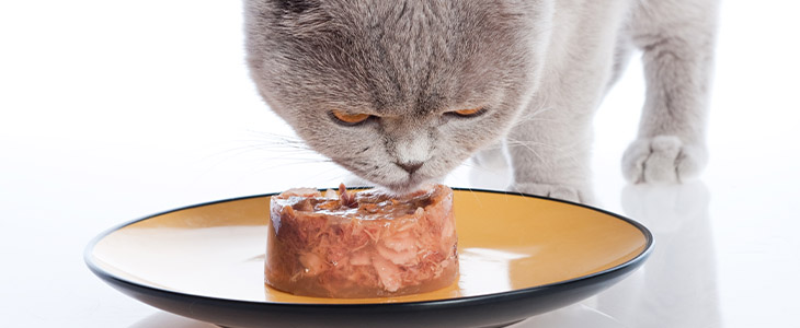 Ingestão excessiva de proteínas causa doença renal crônica em gatos?