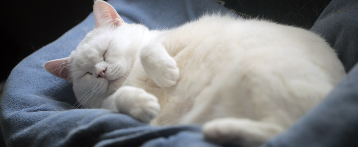 Gato gordo: quais são os riscos à saúde do pet