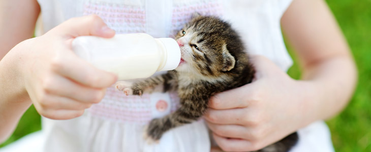 Cães e gatos podem tomar leite?