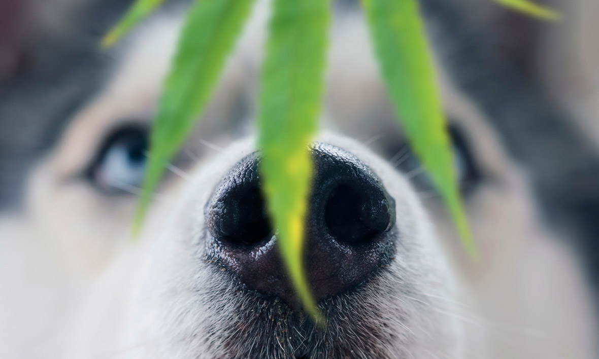 Intoxicação por maconha em cães e gatos: quais são os riscos?