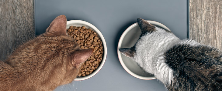 As 4 maiores dificuldades dos tutores na alimentação dos gatos