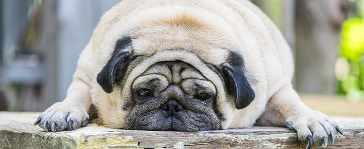 A obesidade aumenta o risco do meu cão desenvolver câncer?