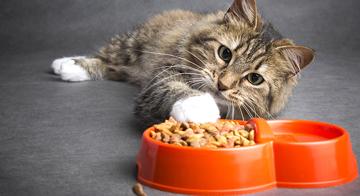 Janela de aprendizagem felina e manejo nutricional