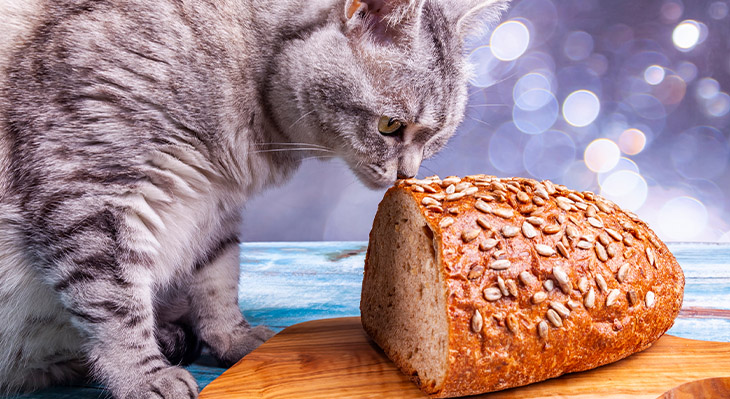 ¿Carbohidratos, perros y gatos pueden comer?