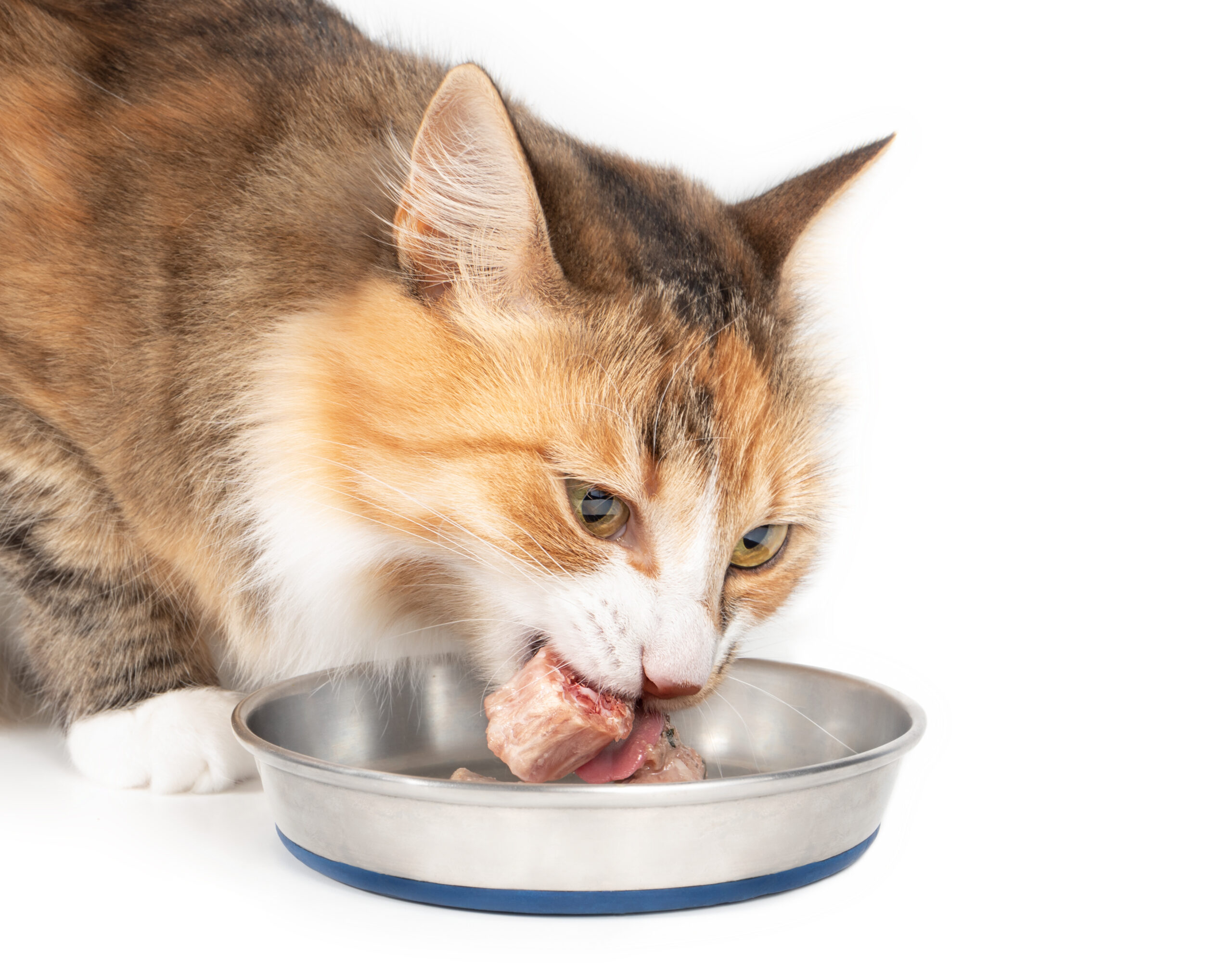 Cat,Eating,A,Raw,Chicken,Neck,Piece,Out,Of,A
