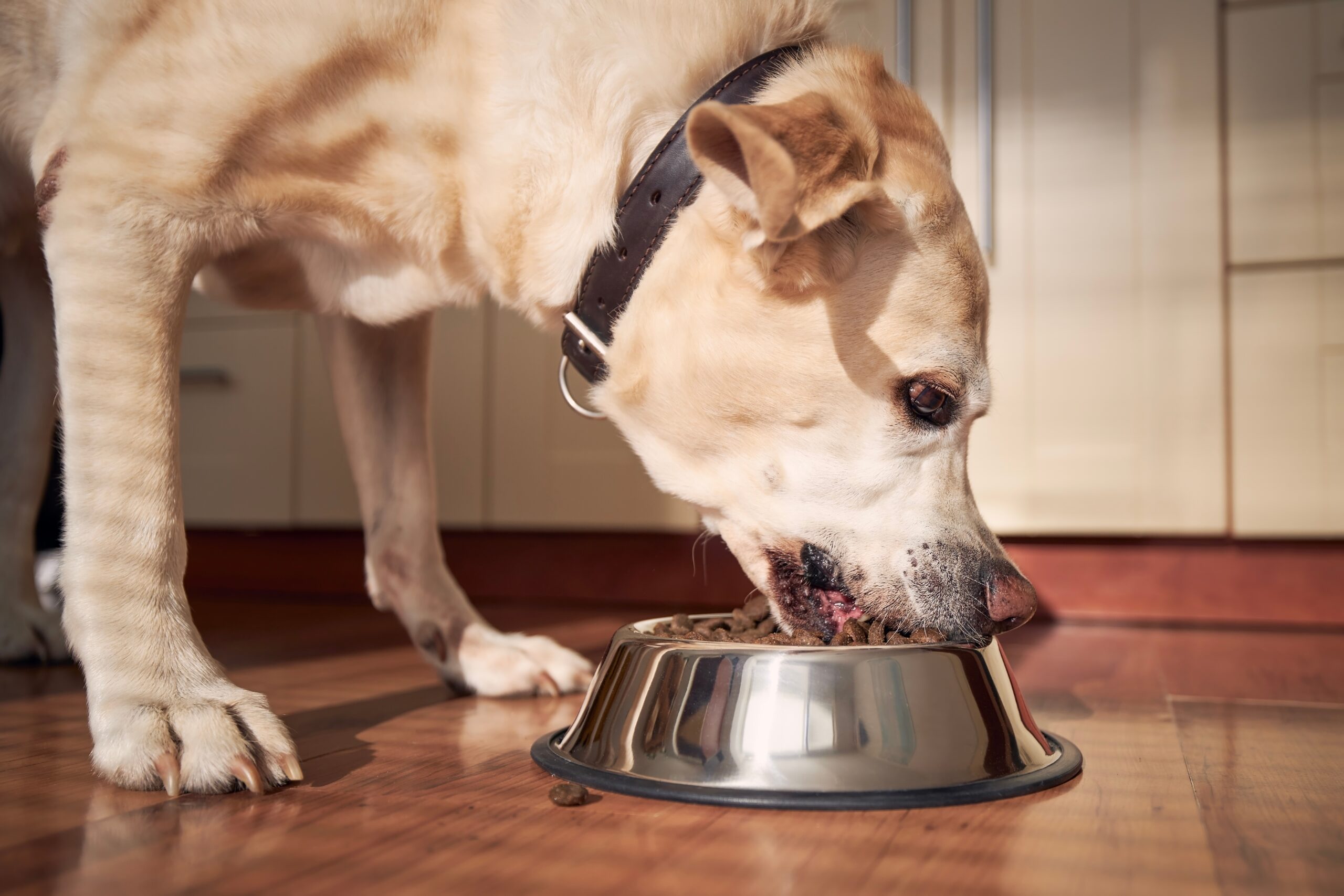Feeding,Of,Hungry,Dog.,Labrador,Retriever,Eating,Granule,From,Metal