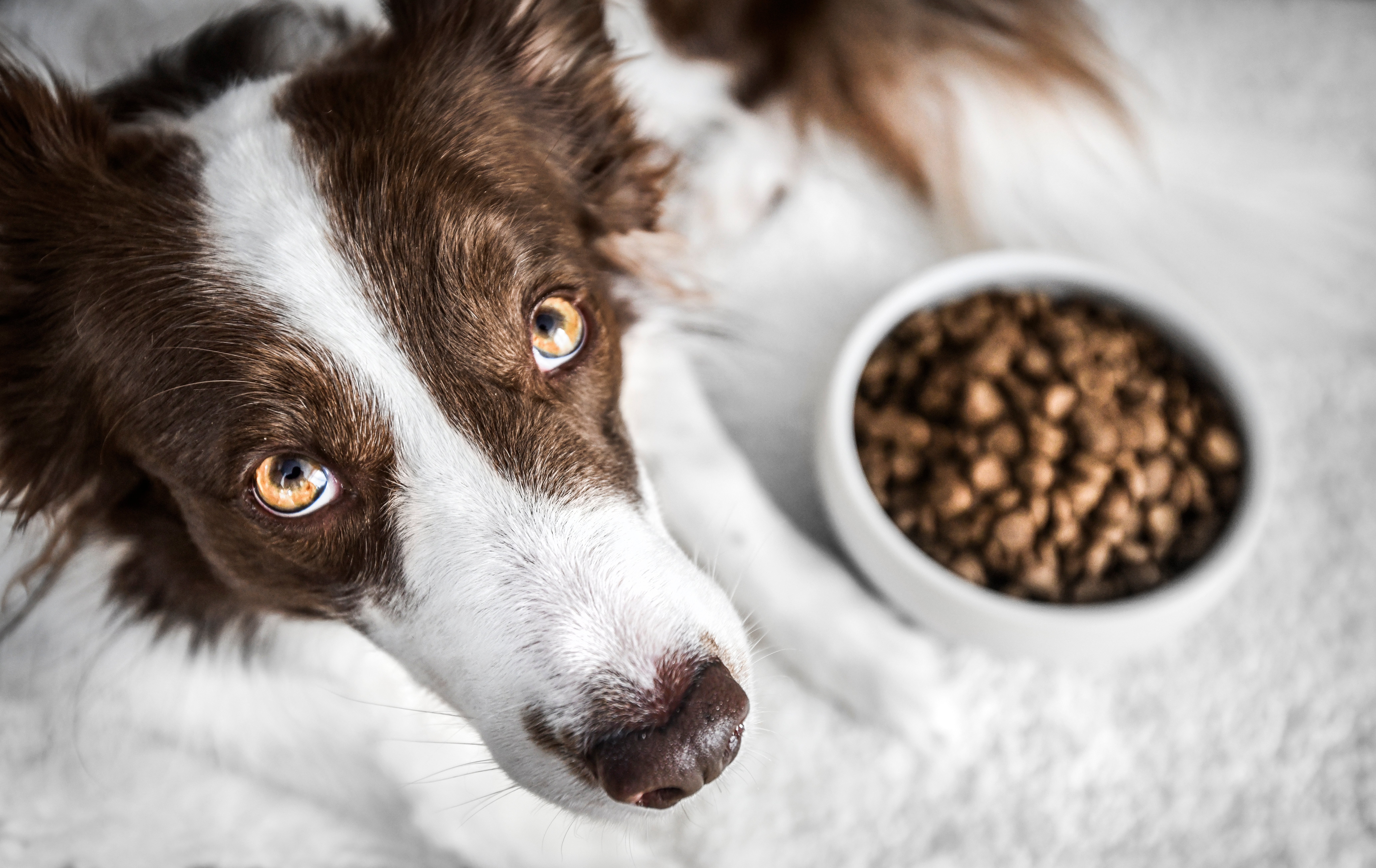 Dog,Food,Or,Brown,Granules,In,White,Bowl.,Pet,Waiting