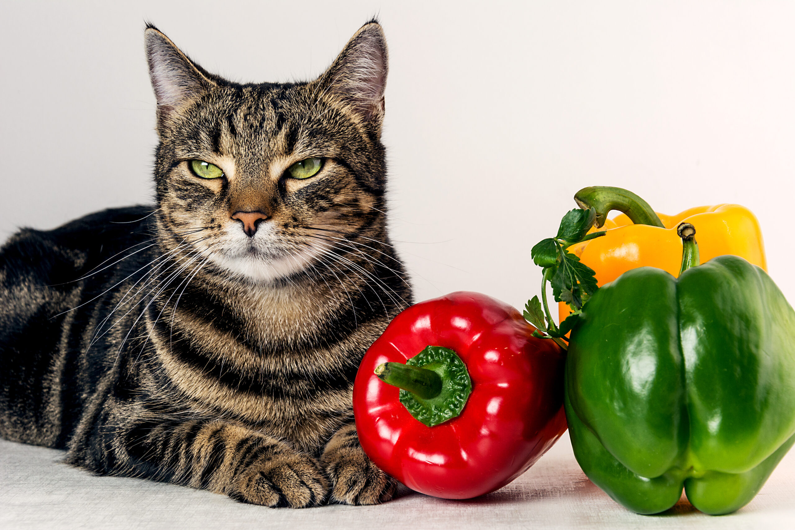 Cat,&,Vegetables.,Colorful,Close,Up,Photo,With,Cat,And