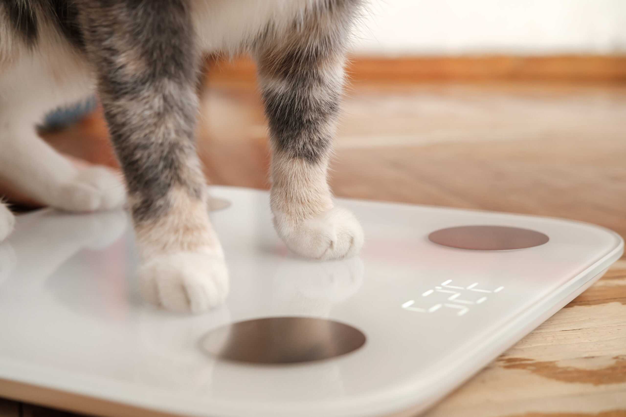 Cat,Paws,Stand,On,Smart,Scales,That,Makes,Bioelectric,Impedance