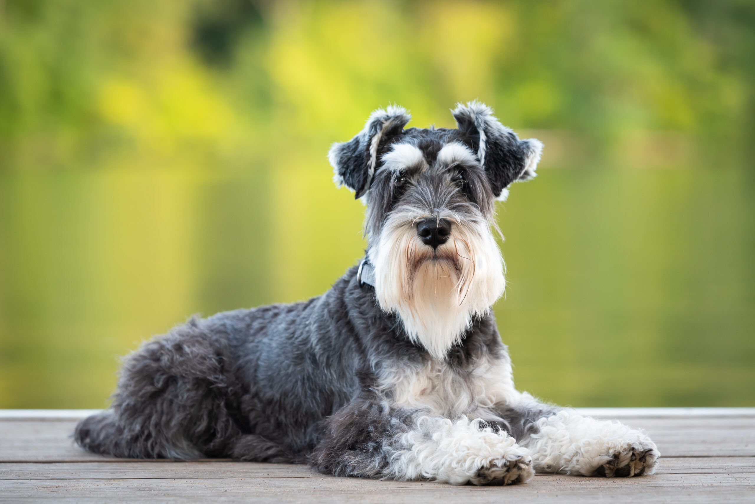 Dog,Laying,On,Pier,Of,River,,Green,Background.,Mini,Schnauzer