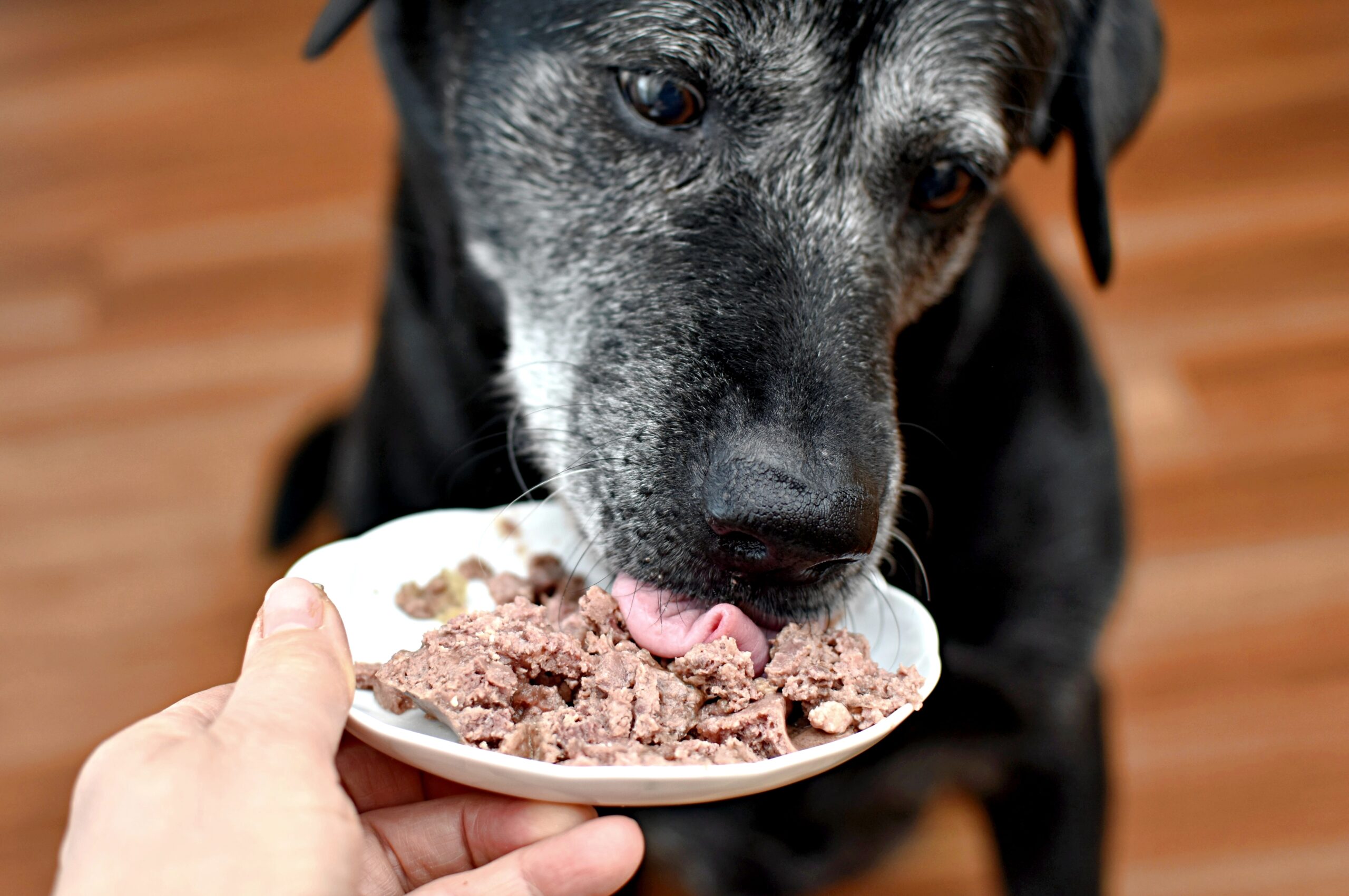 Dog,Eating,Canned,Meat,From,A,Saucer
