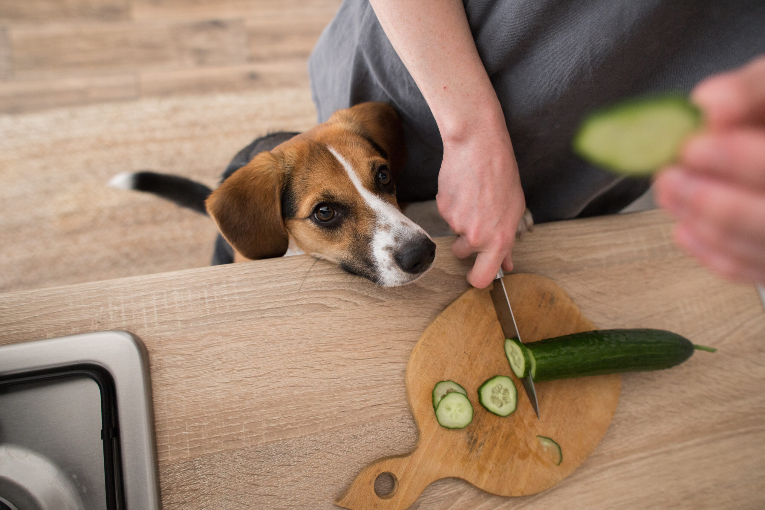 Beagle,Dog,Asks,For,Cucumber,In,The,Kitchen