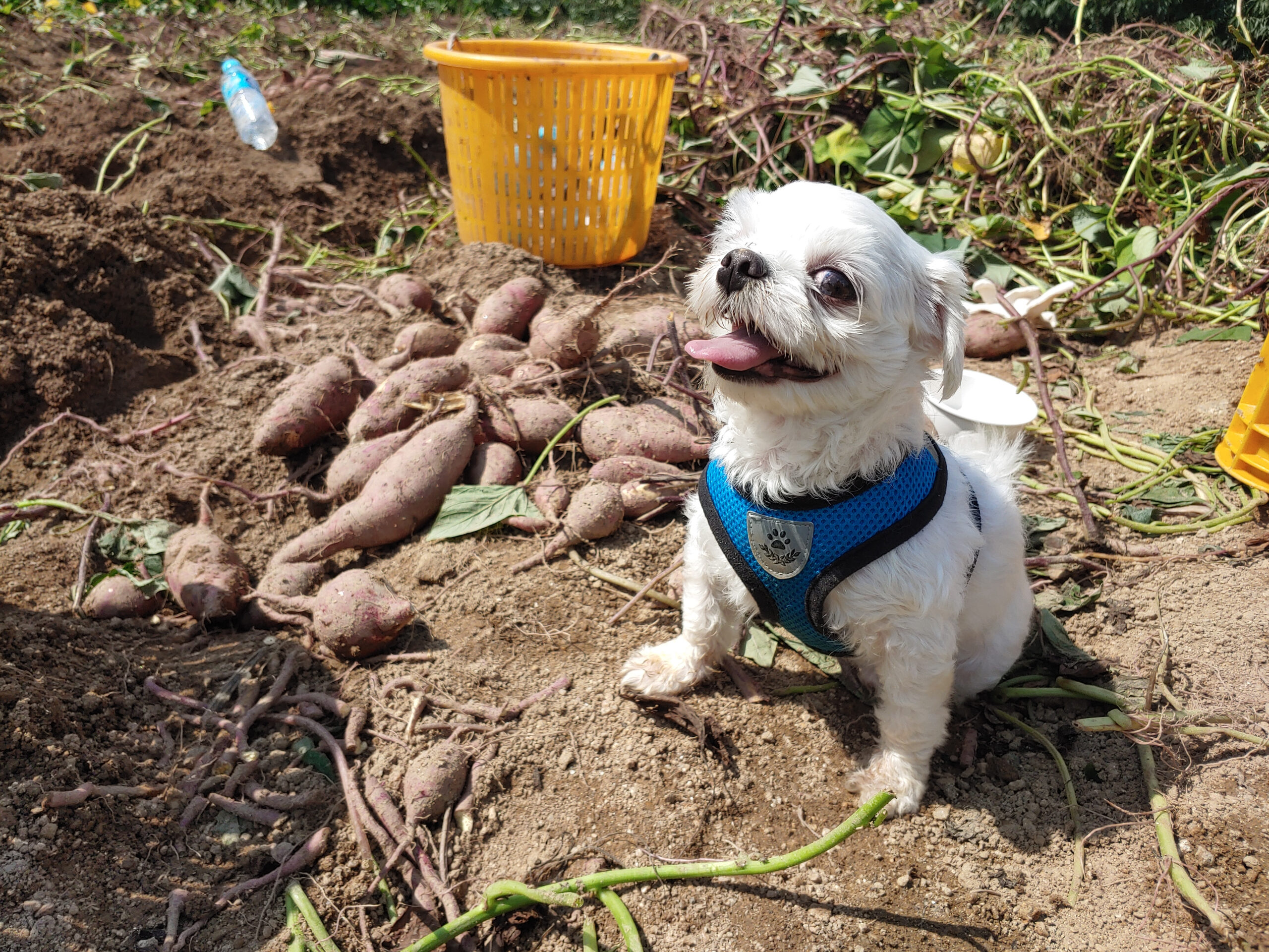 A,Puppy,Playing,In,A,Sweet,Potato,Field,In,A