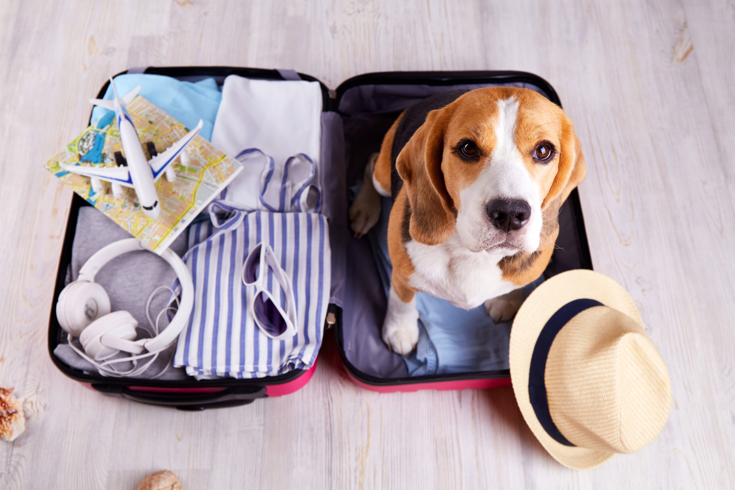 A,Beagle,Dog,Sits,In,An,Open,Suitcase,With,Clothes