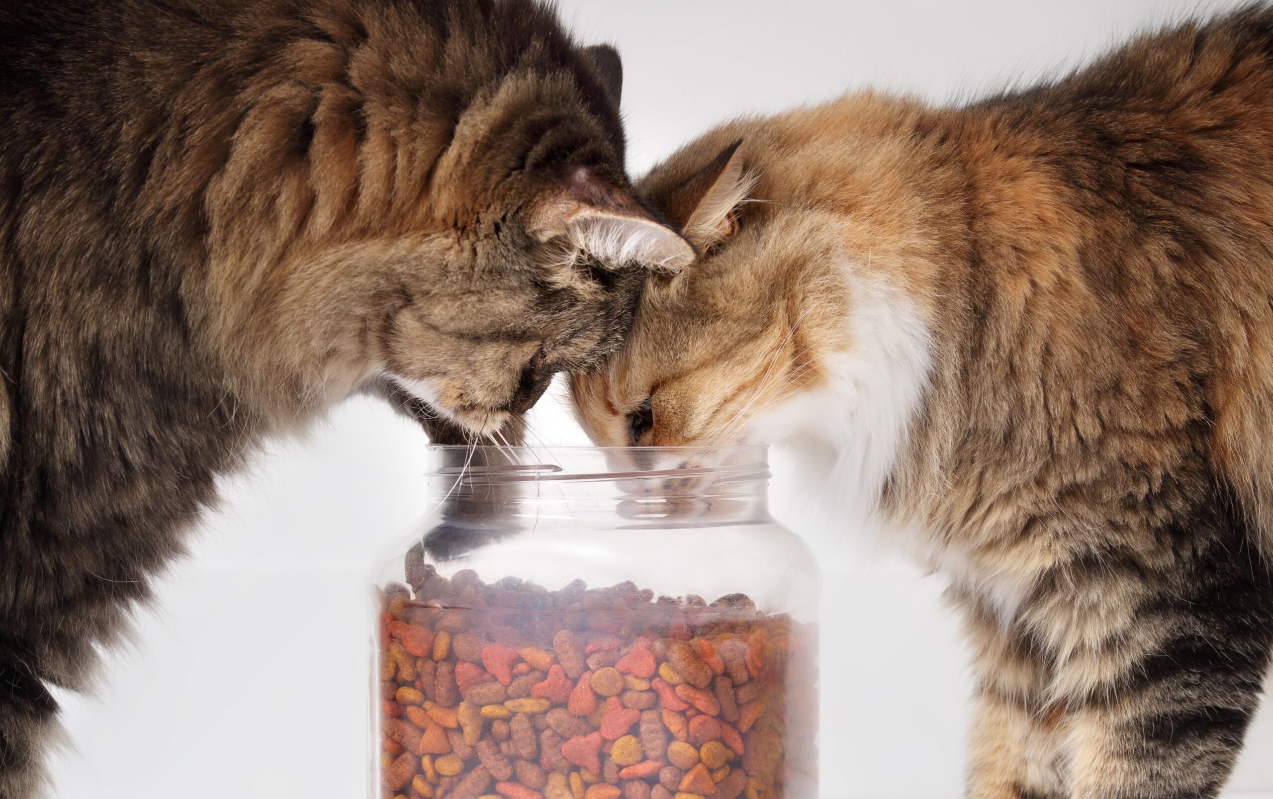 Two,Cats,Eating,Kibbles,Out,Of,Container.,Fluffy,Calico,Cat