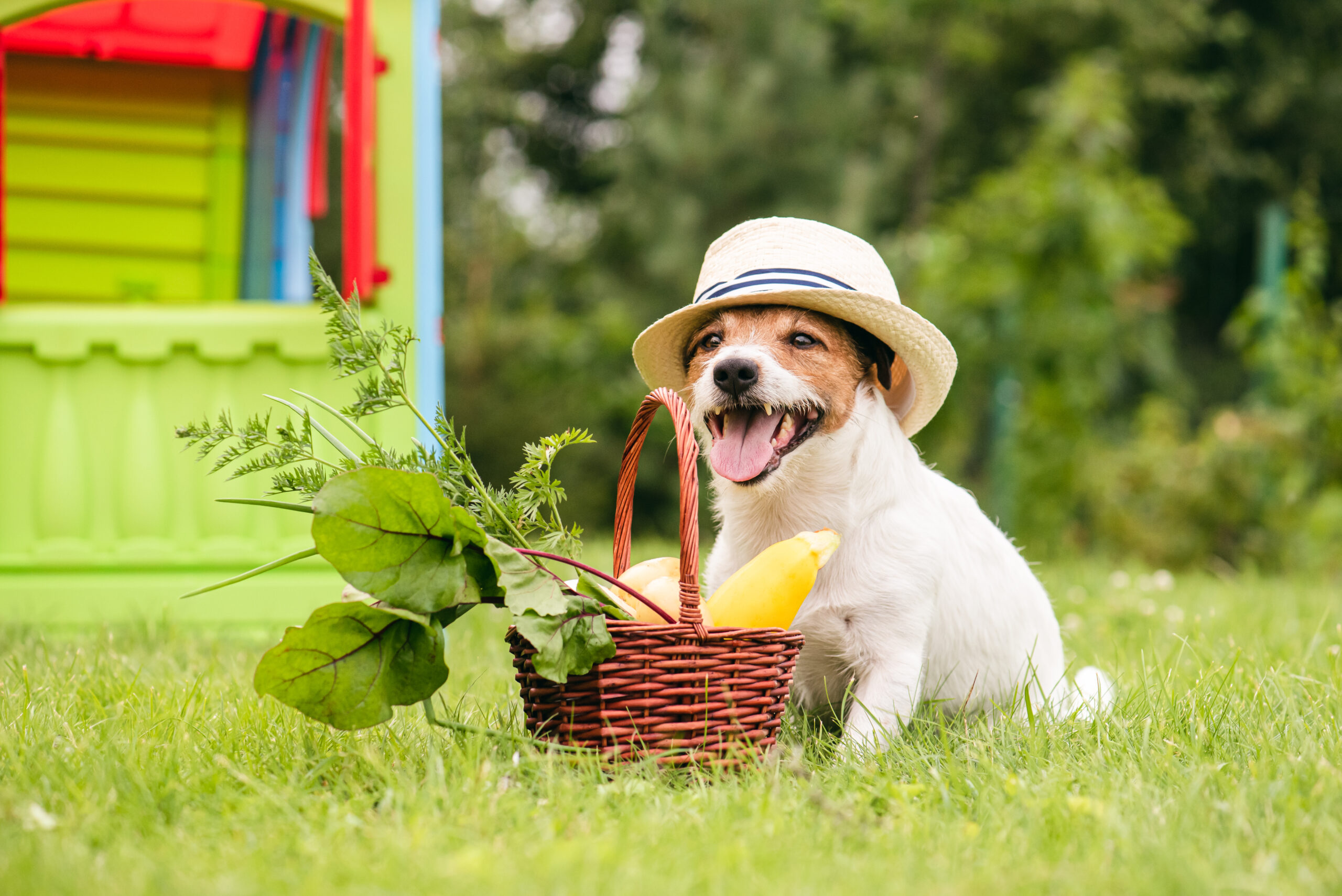 Dog,Next,To,Basket,Full,Of,Natural,Fresh,Food,From