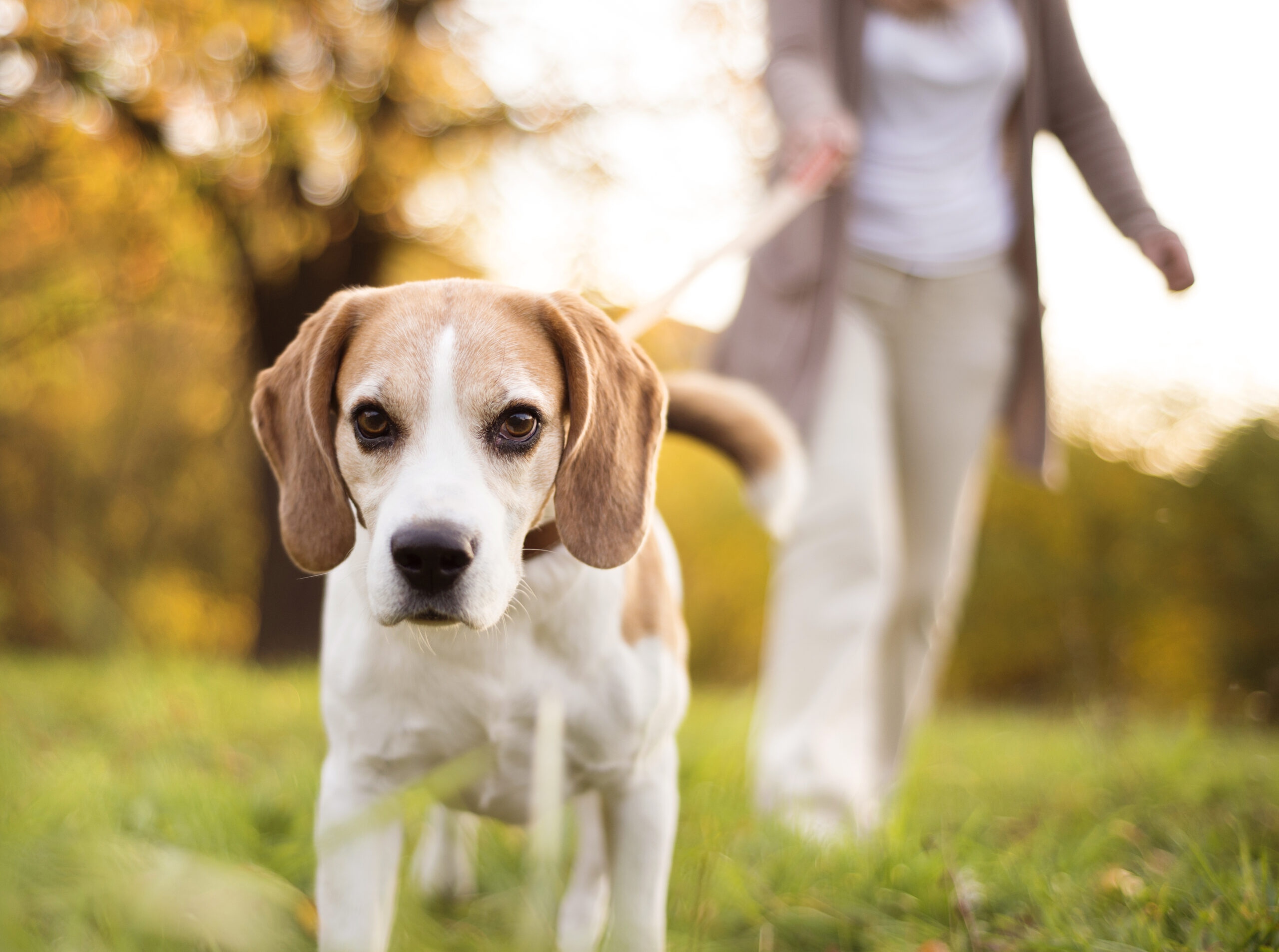 Senior,Woman,Walking,Her,Beagle,Dog,In,Countryside