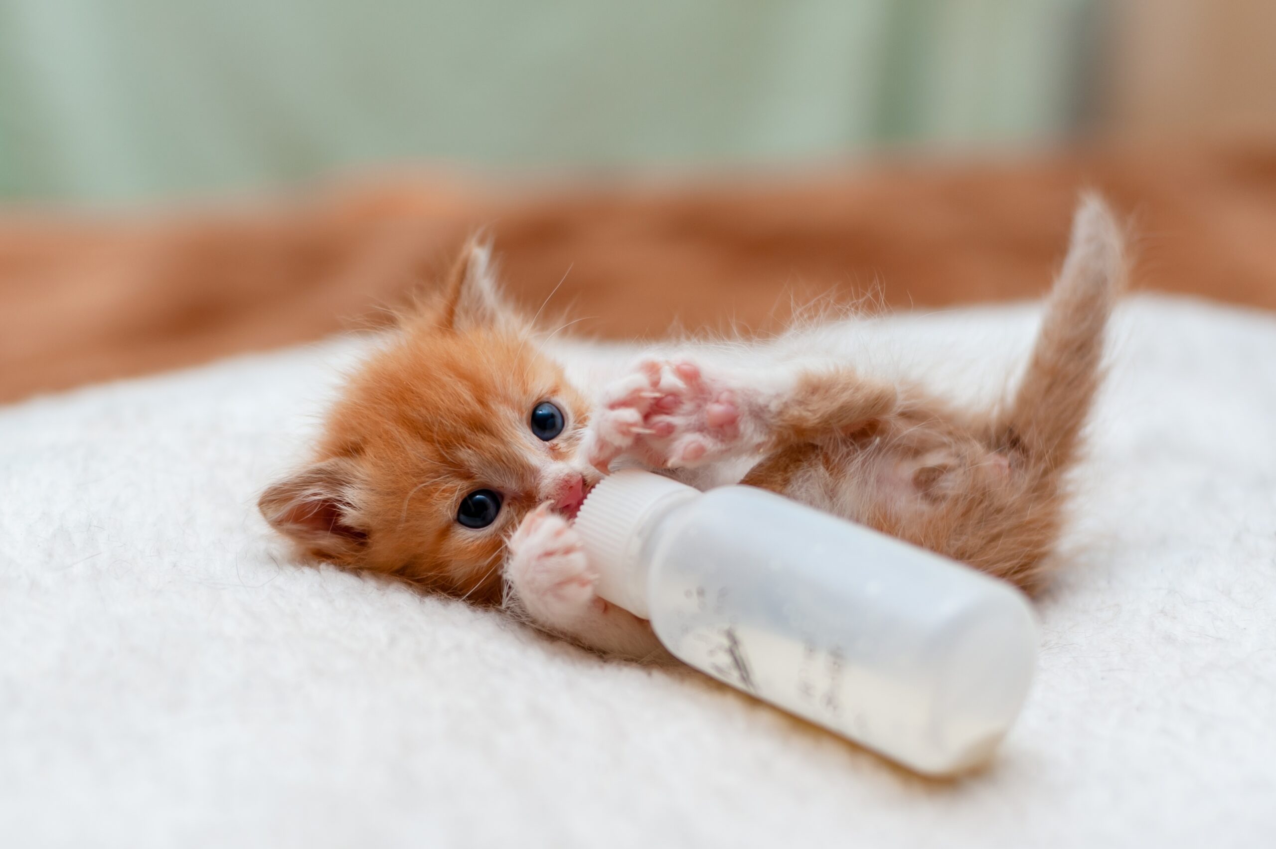Feeding,Kitten,With,Tiny,Milk,Bottle,,Tiny,Cat,Drinking,Milk