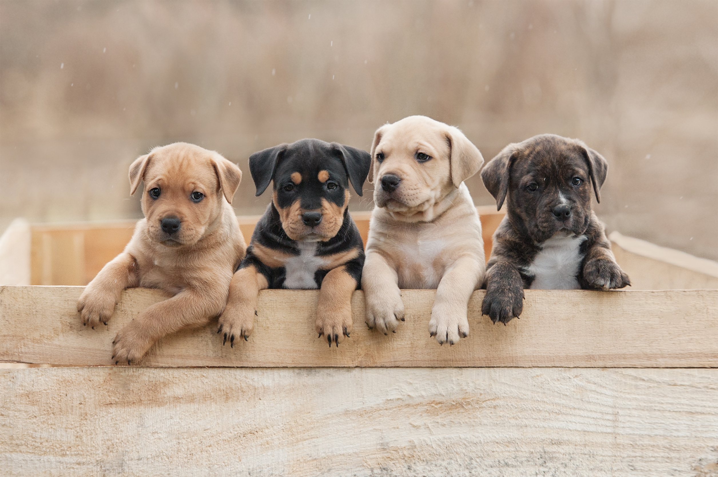 American,Staffordshire,Terrier,Puppies,Sitting,In,A,Box