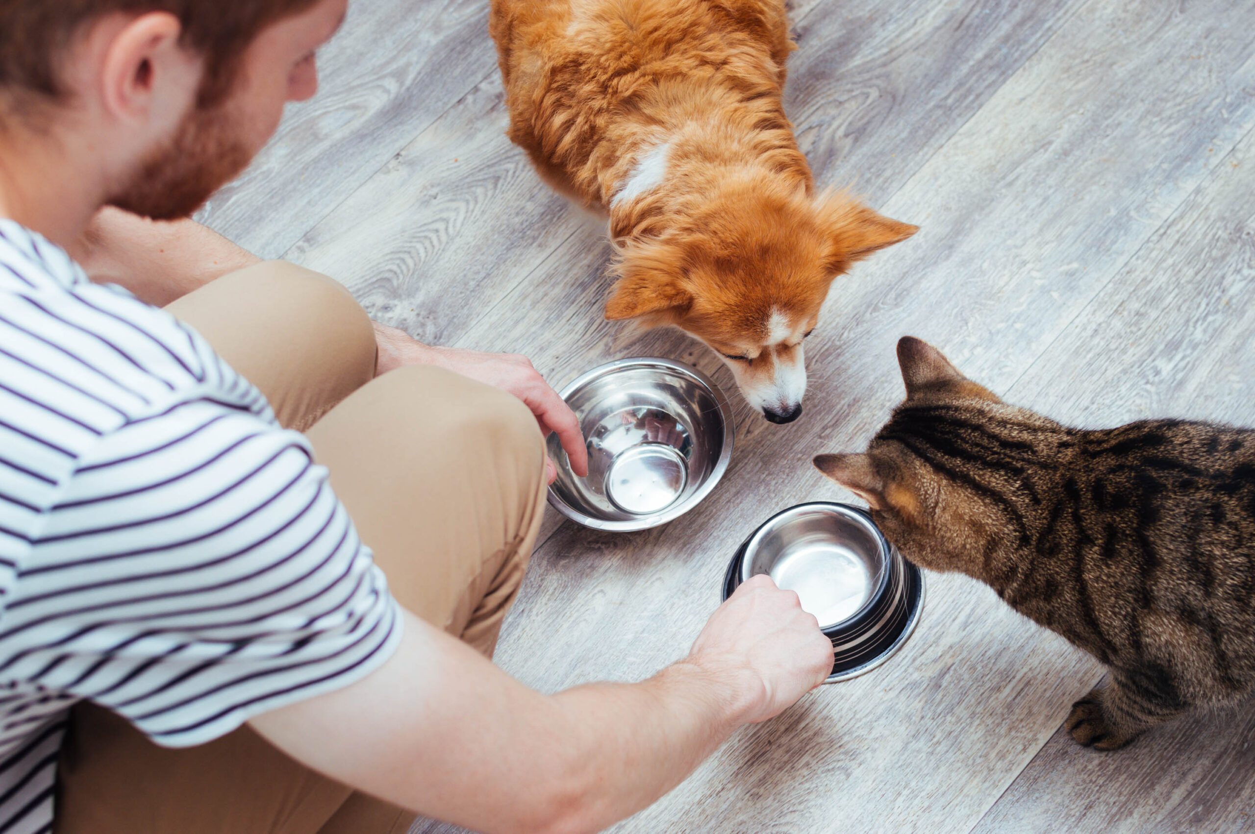 Owner,Feeds,The,Dog,And,The,Cat,Together.,Two,Empty