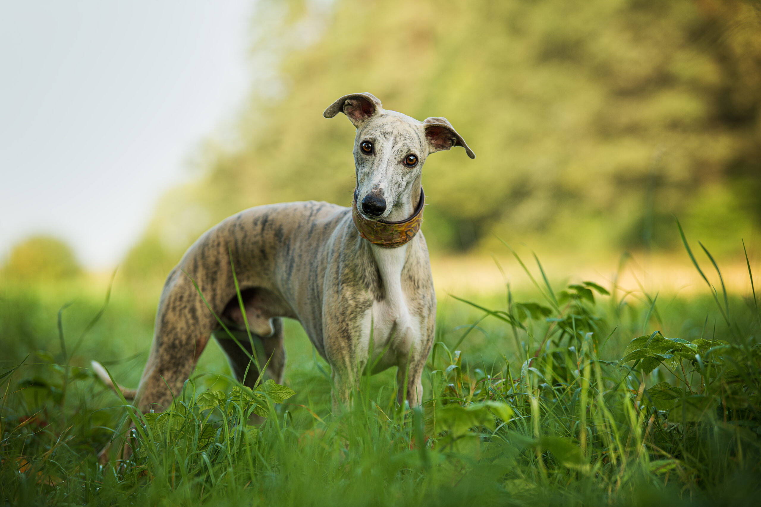 Whippet,Dog,In,A,Meadow