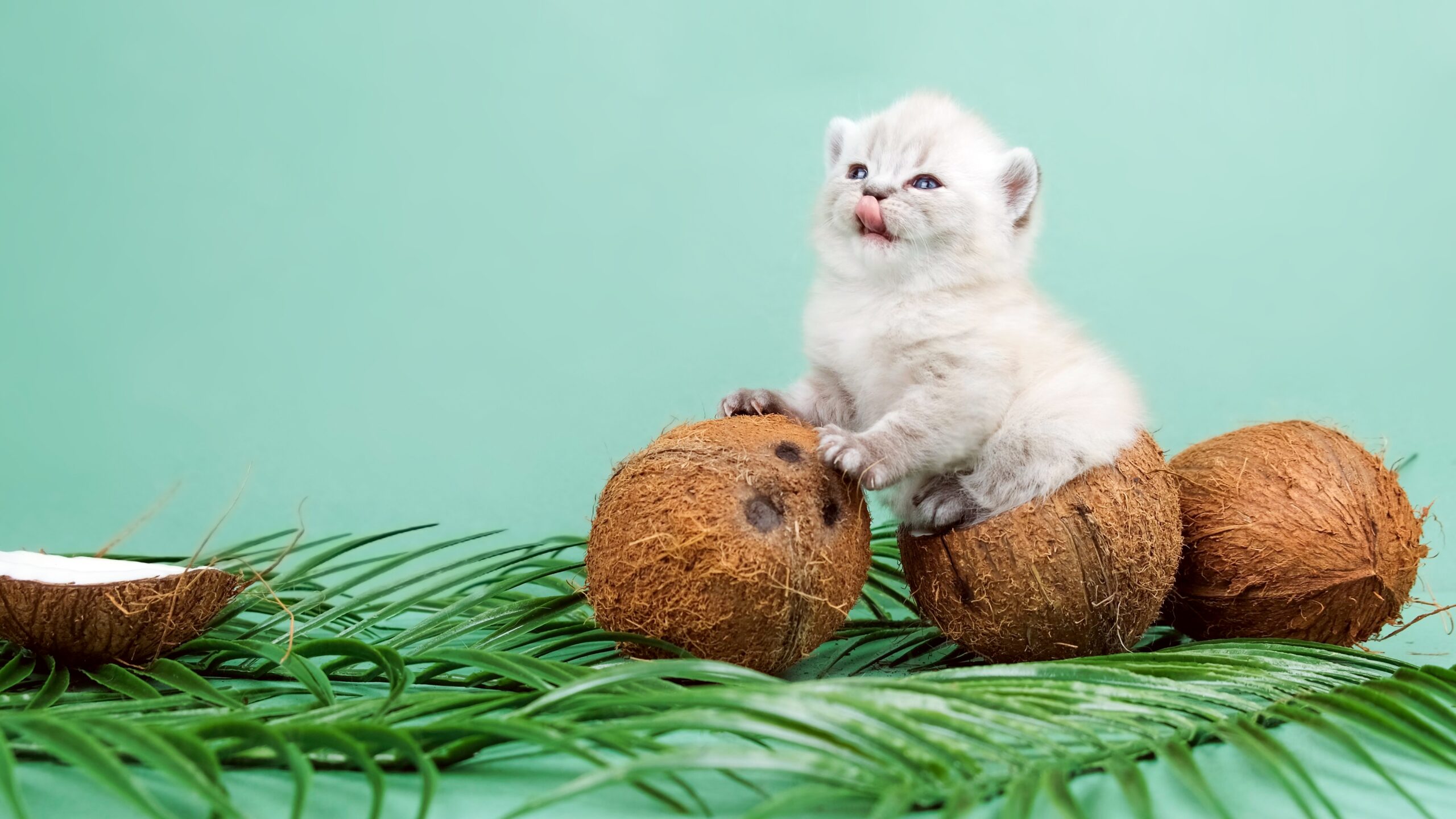 The,Kitten,Sits,In,A,Coconut,And,Licks,Its,Lips.