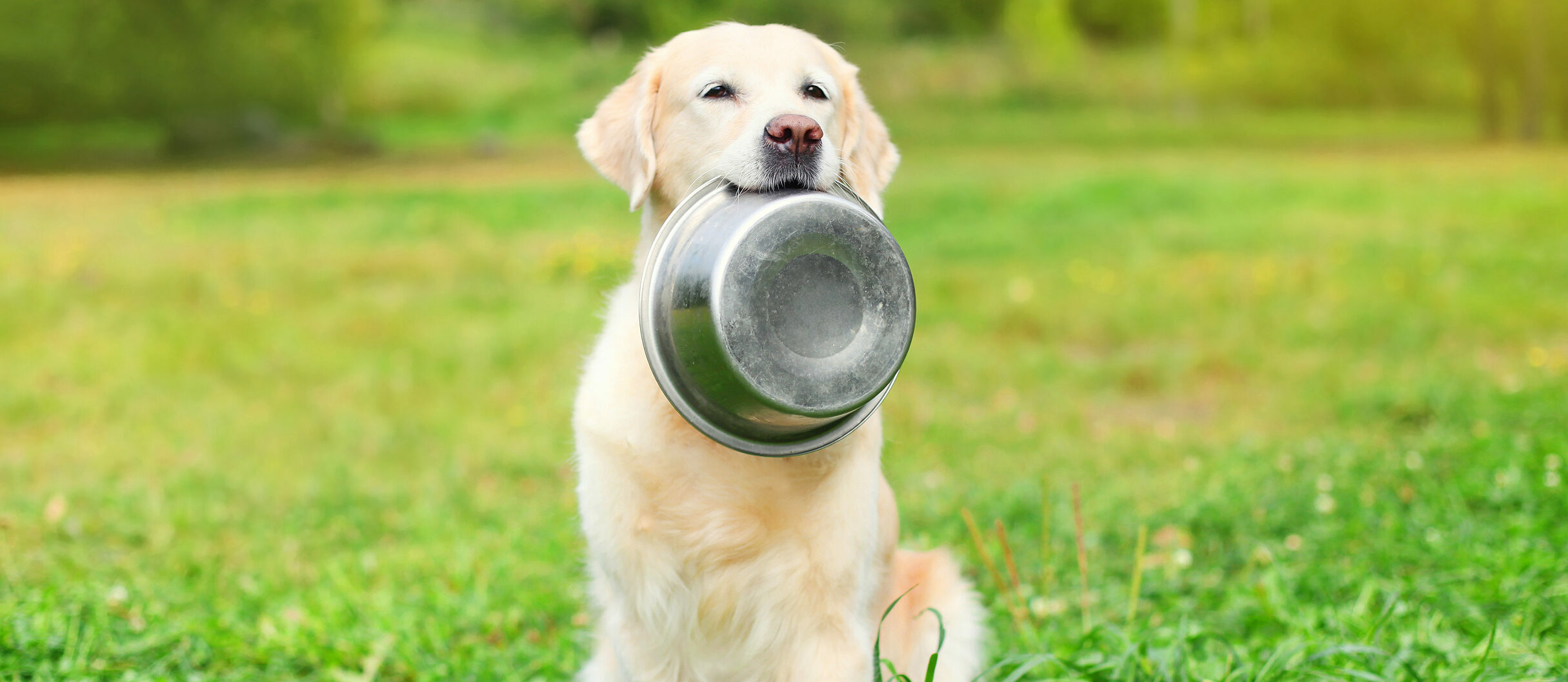 Beautiful,Golden,Retriever,Dog,Holding,In,Teeth,A,Bowl,On
