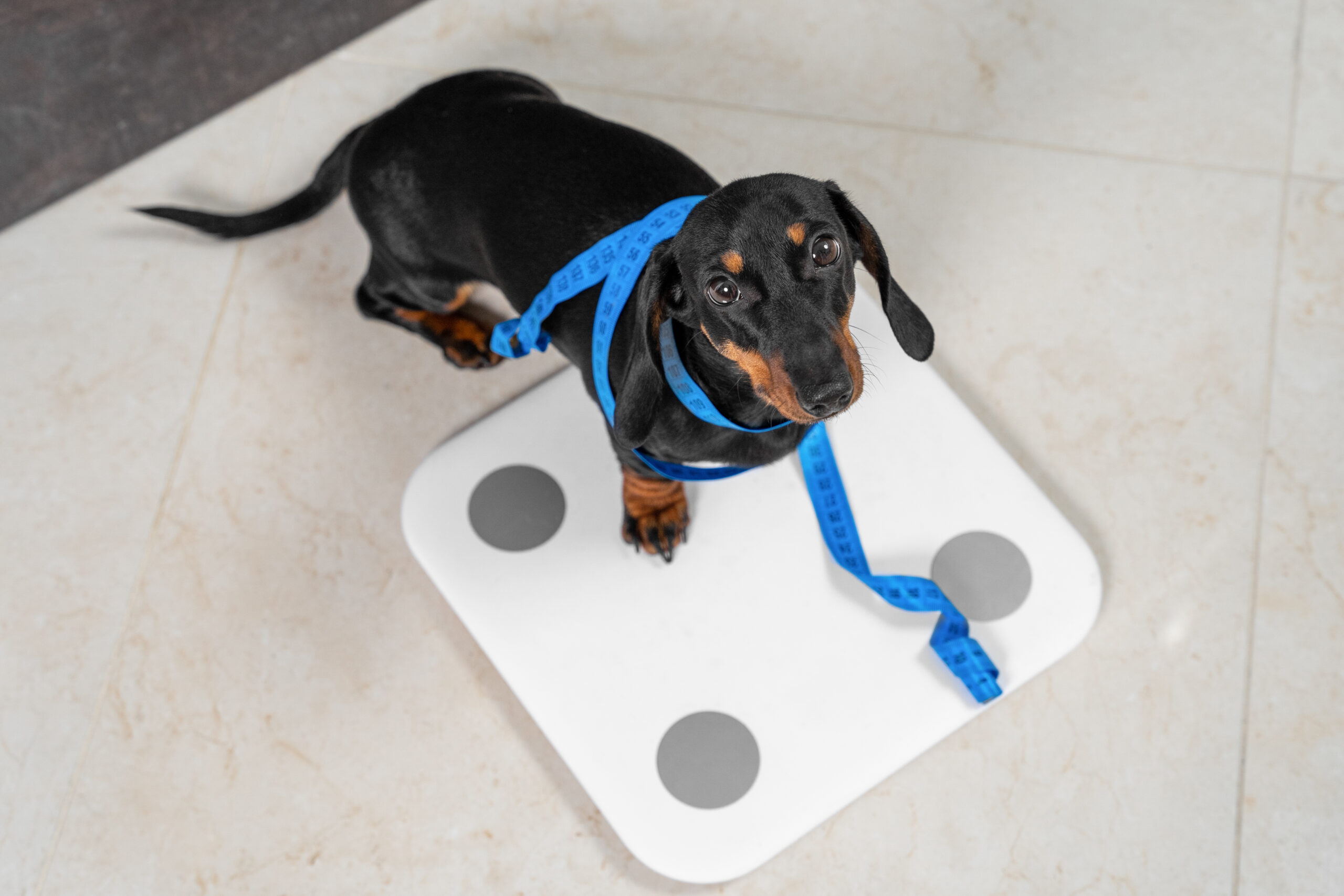 Cute,Dachshund,Puppy,Dog,Stands,On,Scale,To,Find,Out