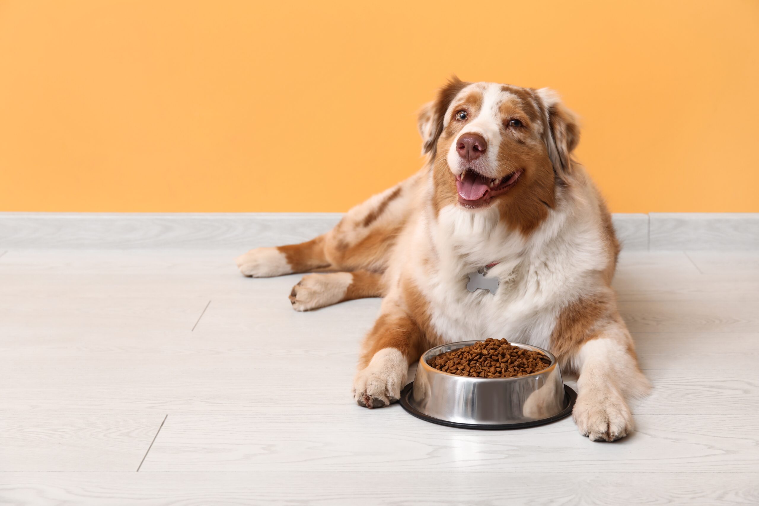 Cute,Australian,Shepherd,Dog,Lying,With,Bowl,Of,Dry,Food