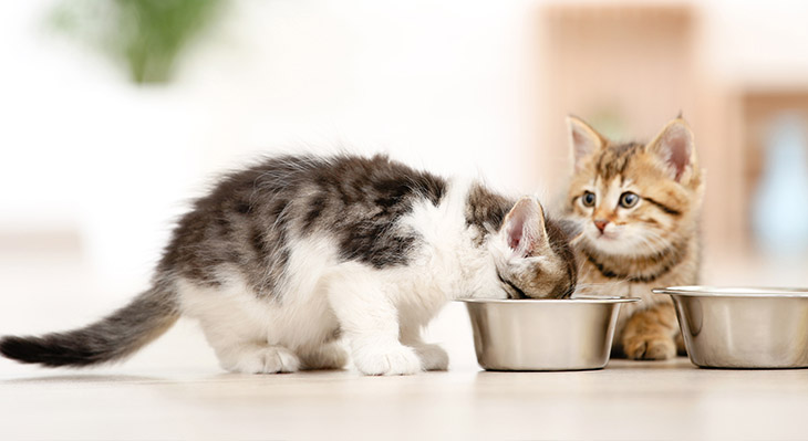 Pós-bióticos na alimentação pet
