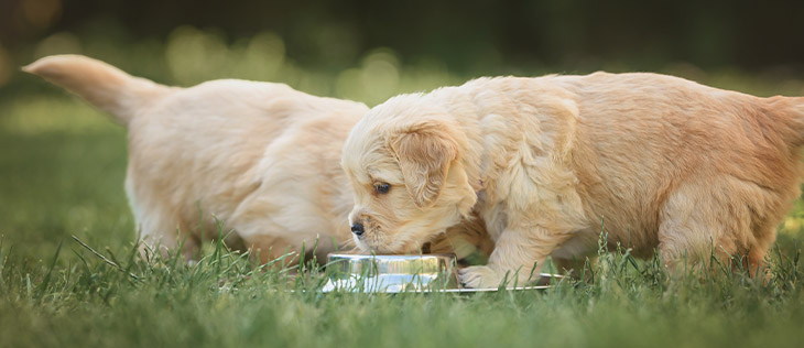 Vitamina A na nutrição pet