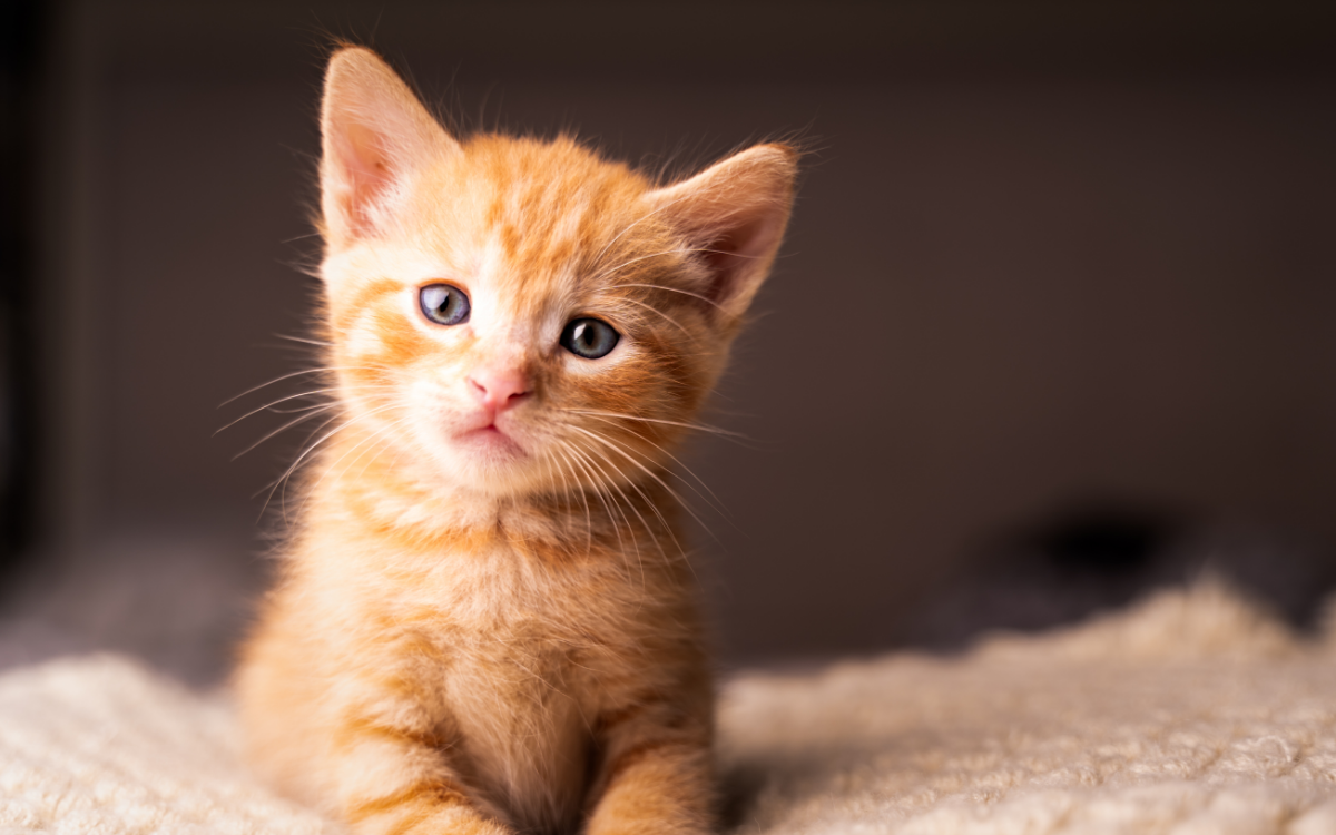 imagem_2025-12-09_142929985