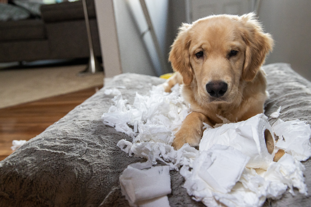 imagem_2026-02-13_100455918