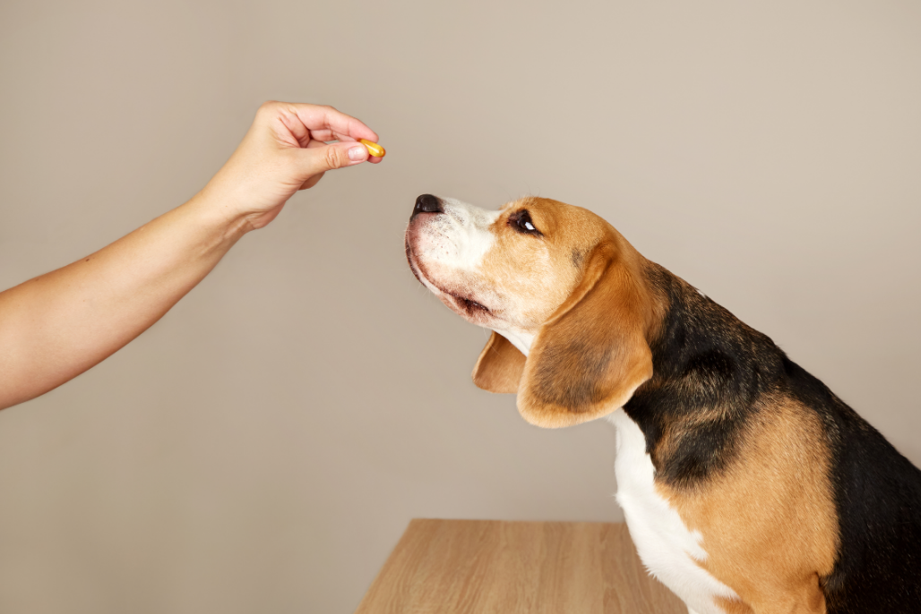 imagem_2026-04-16_152540835