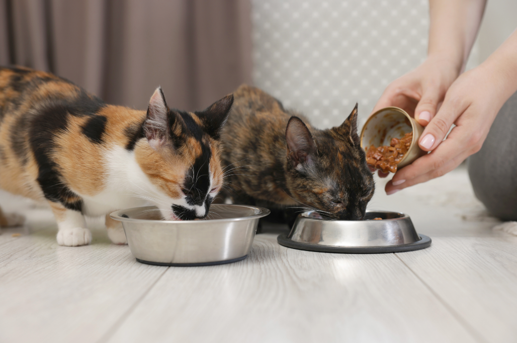 imagem_2026-04-16_152955025